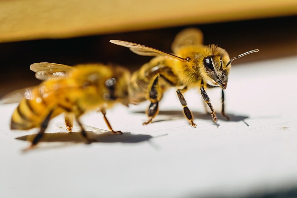 Beekeepers, Farmers and the Fight to Save a Century-Old Research Hub
