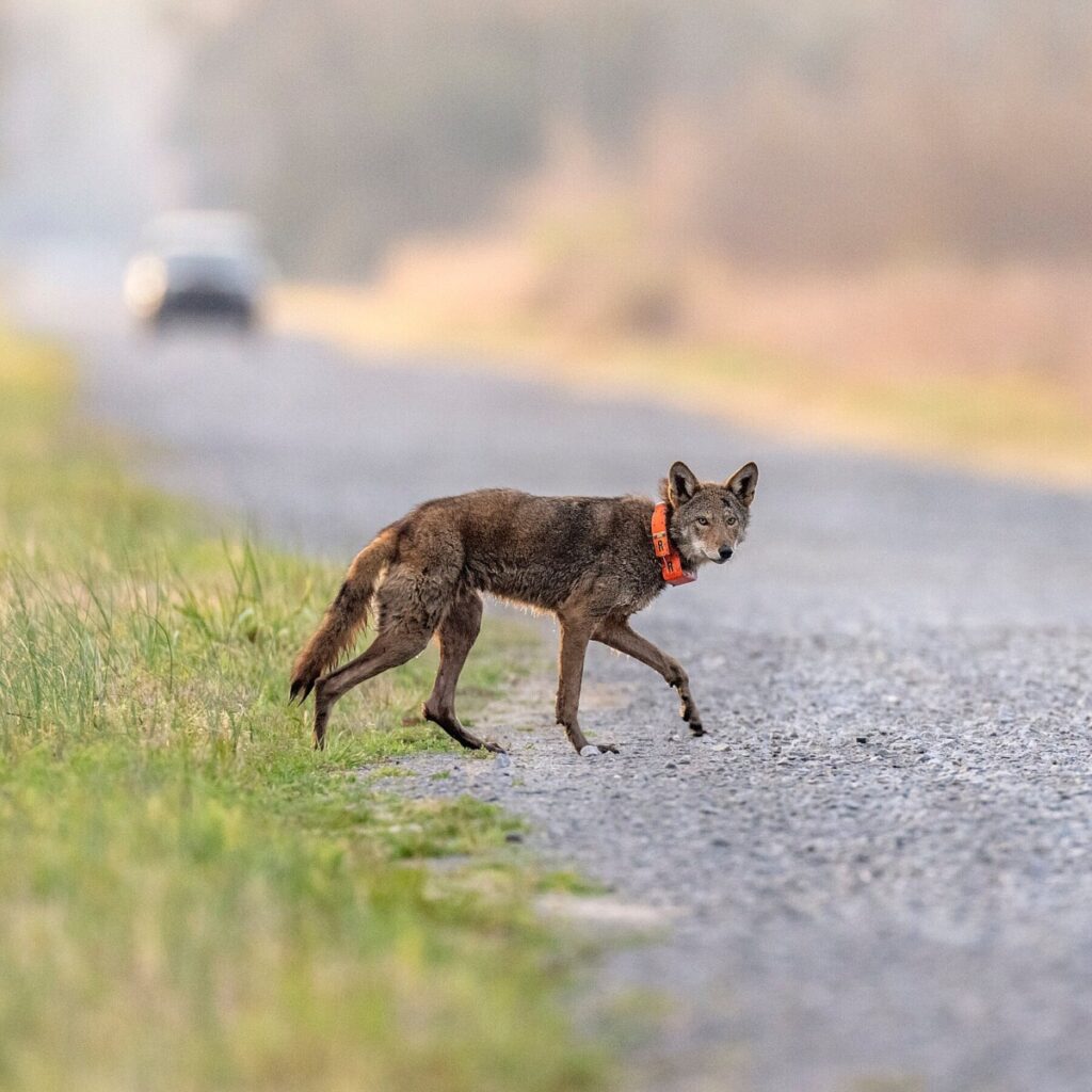Trump Moves to Weaken the Endangered Species Act
