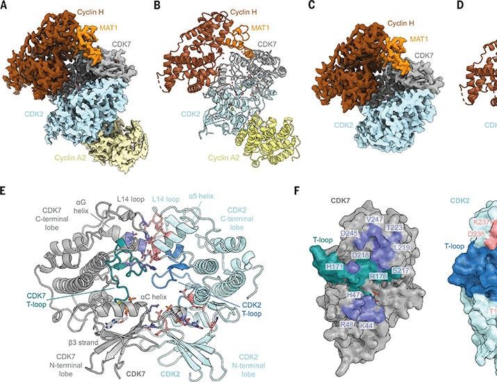 Structural basis of T-loop–independent recognition and activation of CDKs by the CDK-activating kinase | Science