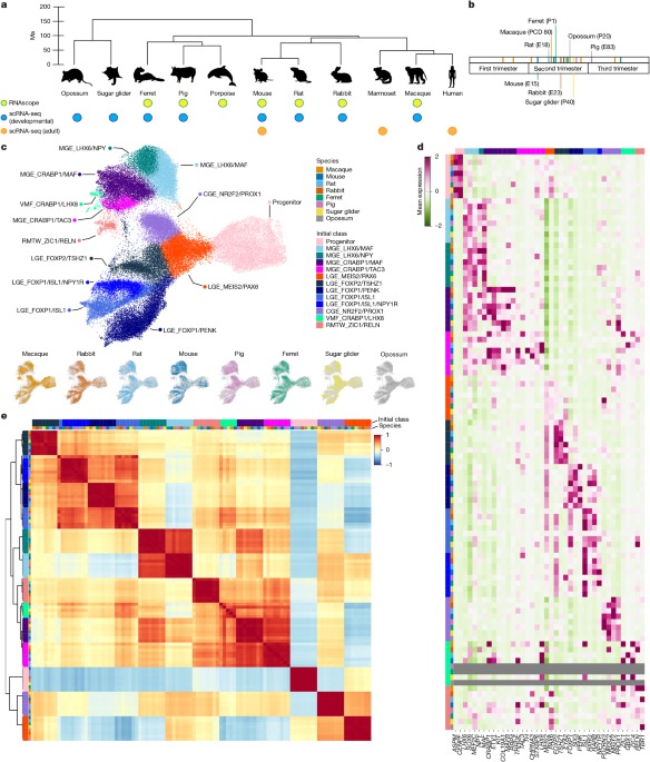 Conservation and alteration of mammalian striatal interneurons
