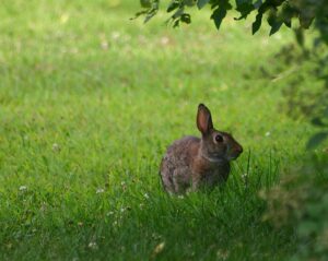 South Asia’s water wars
