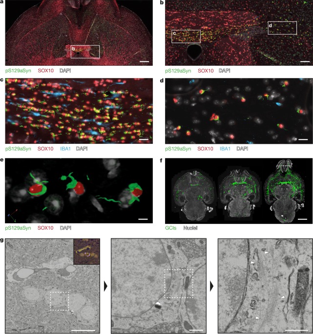 Synthetic α-synuclein fibrils replicate in mice causing MSA-like pathology
