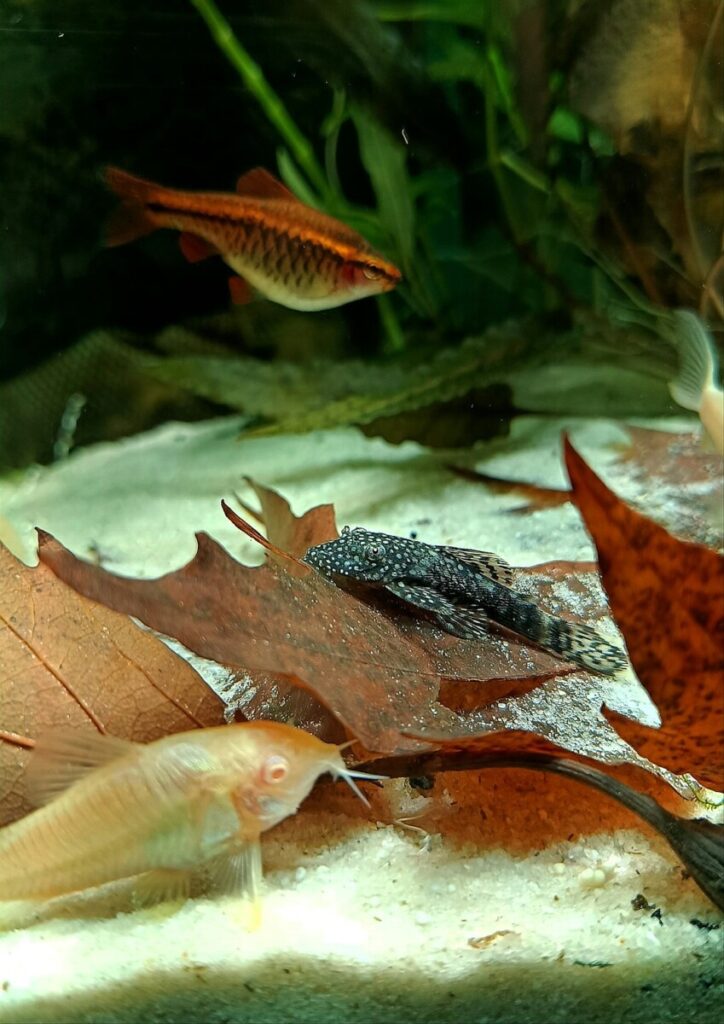 Cory Booker Weds Alexis Lewis in a Private Ceremony