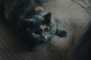 The Dutch choose optimism over anti-immigrant populism