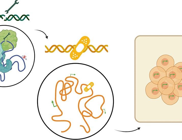 Repair of DNA double-strand breaks leaves heritable impairment to genome function | Science