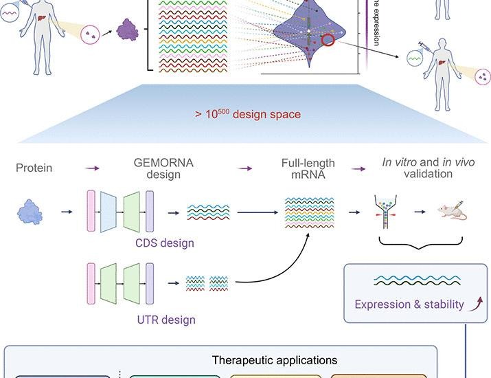Deep generative models design mRNA sequences with enhanced translational capacity and stability | Science