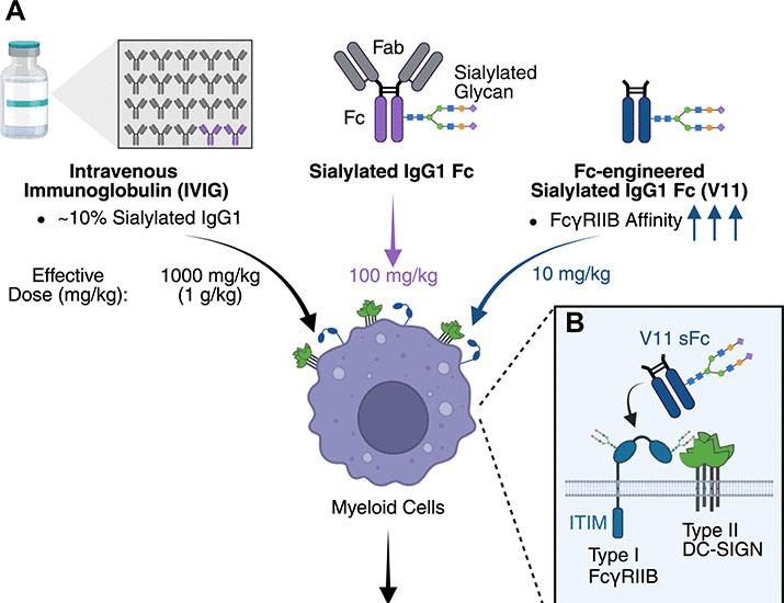 The anti-inflammatory activity of IgG is enhanced by co-engagement of type I and II Fc receptors | Science
