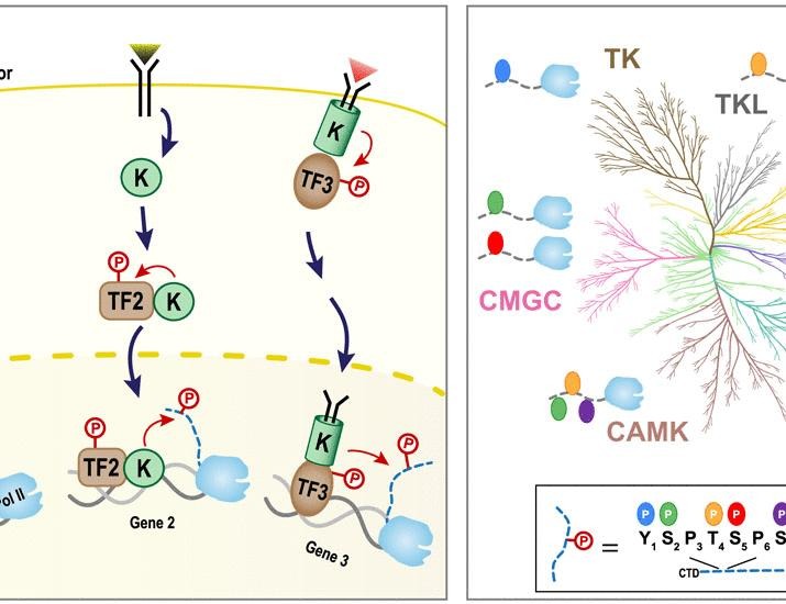 Direct targeting and regulation of RNA polymerase II by cell signaling kinases | Science