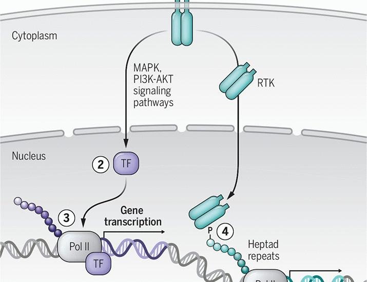 Cell signaling meets gene transcription | Science