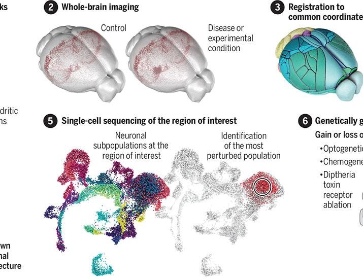 Unbiased discovery of neuronal architectures | Science