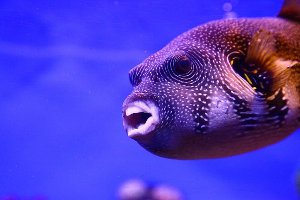 Brainfish