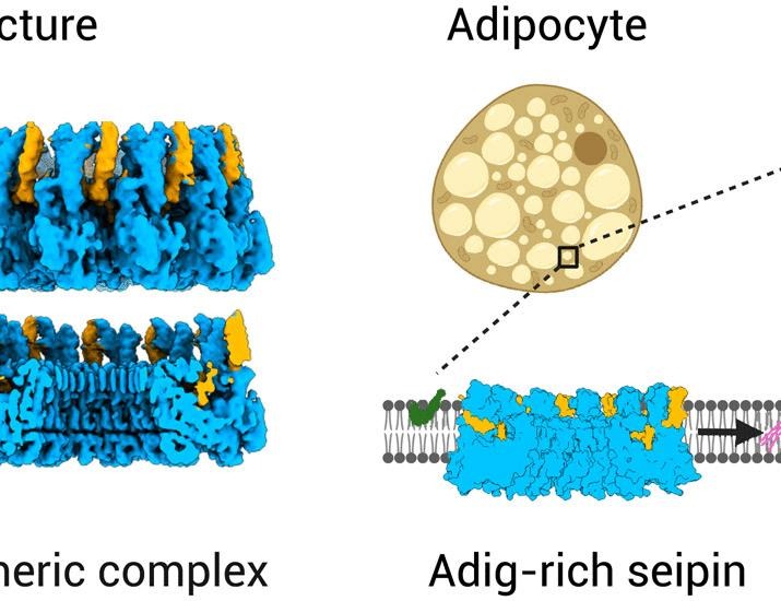 Adipogenin promotes the development of lipid droplets by binding a dodecameric seipin complex | Science