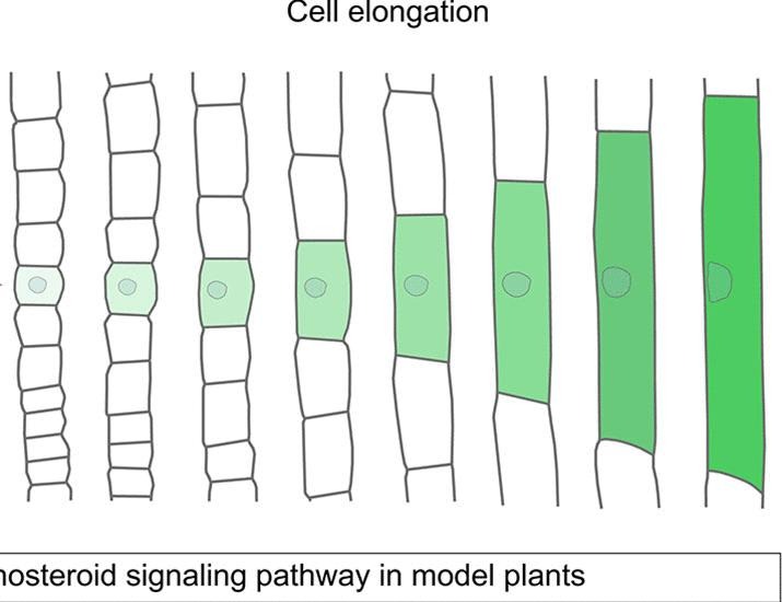 Unlocking the potential of brassinosteroids: A path to precision plant engineering | Science