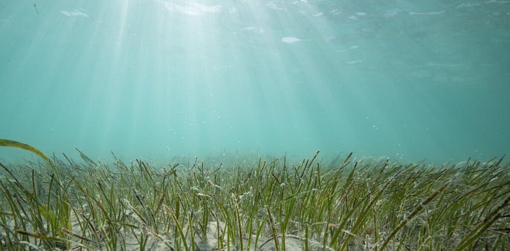 Seashells from centuries ago show that seagrass meadows on Florida’s Nature Coast are thriving