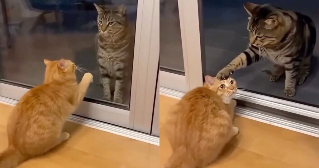 Is This Adorable Video of Two Cats AI-Generated?