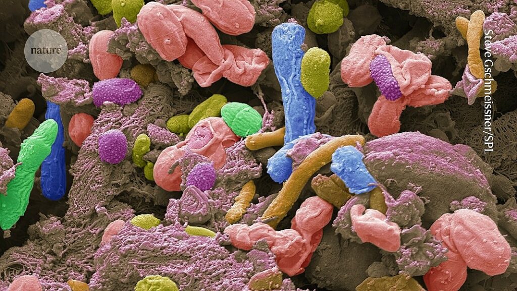 Gut bacteria help mice to stay lean