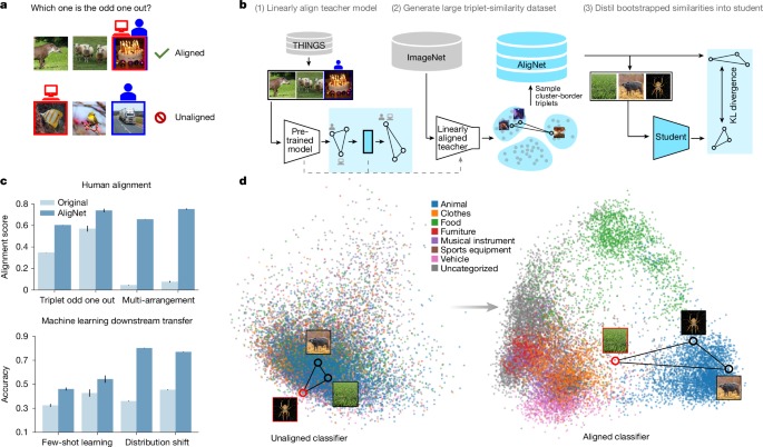 Aligning machine and human visual representations across abstraction levels