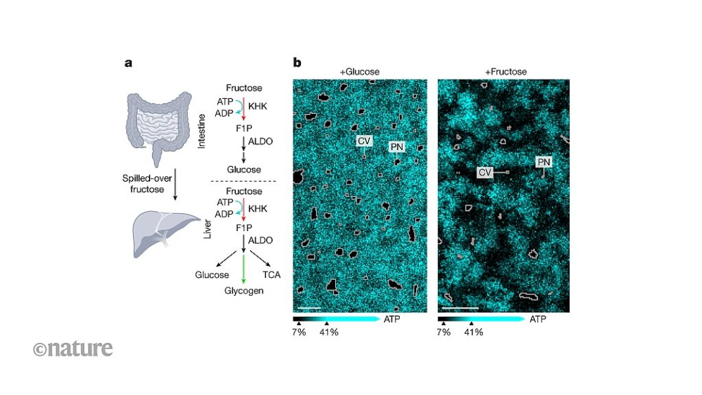 Metabolite maps reveal spatial gradients in liver and intestinal tissue