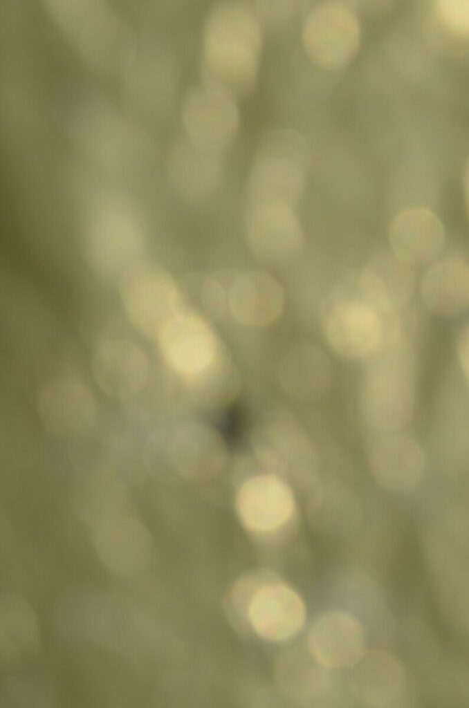 Comex Gold, Silver Settle Lower