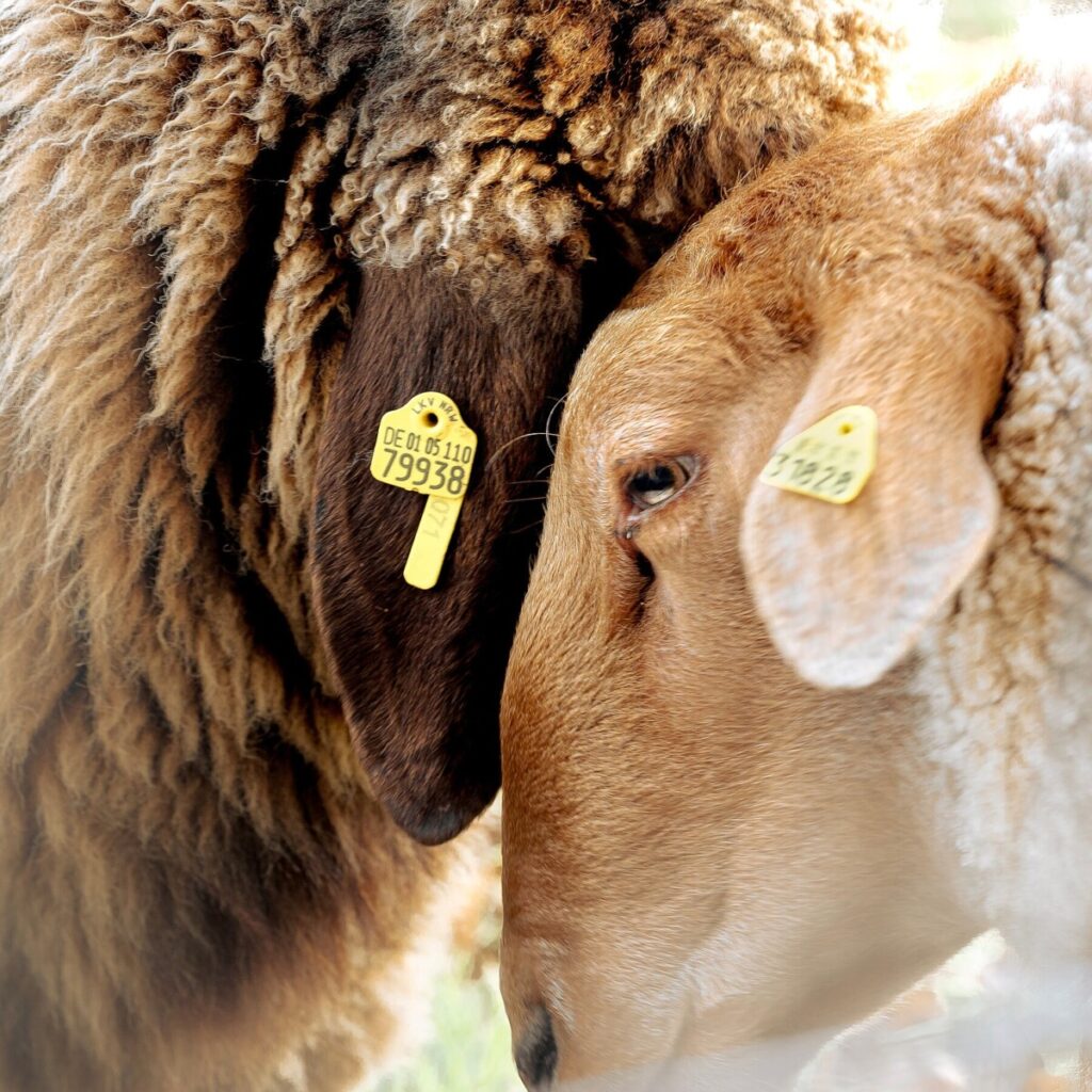 A Farmer, a Designer and a Dating App Unite to Save Some ‘Gay Sheep’