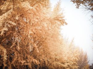 Farewell to the American penny