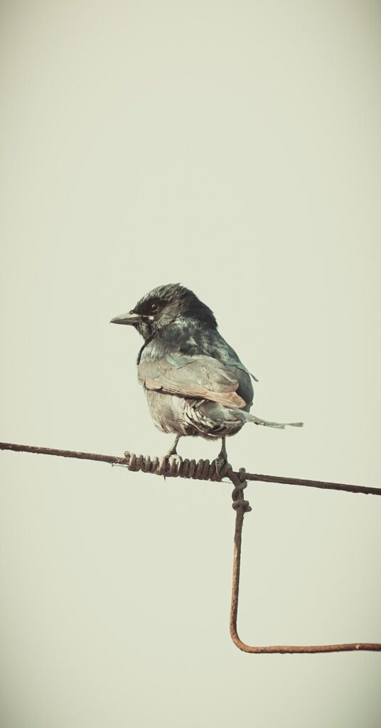 Bird Flu Ravaged the World’s Largest Elephant Seal Population, Study Finds