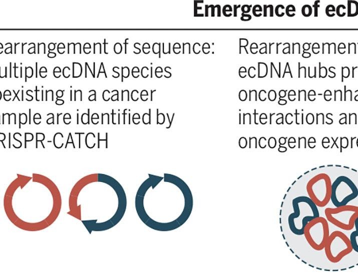 Oncogenes out of context: Cancer genes break free from the regulatory constraints of chromosomes | Science