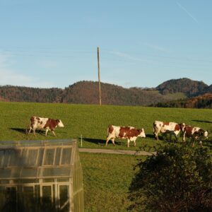 Switzerland Reaches Agreement With U.S. to Cut Tariff to 15%