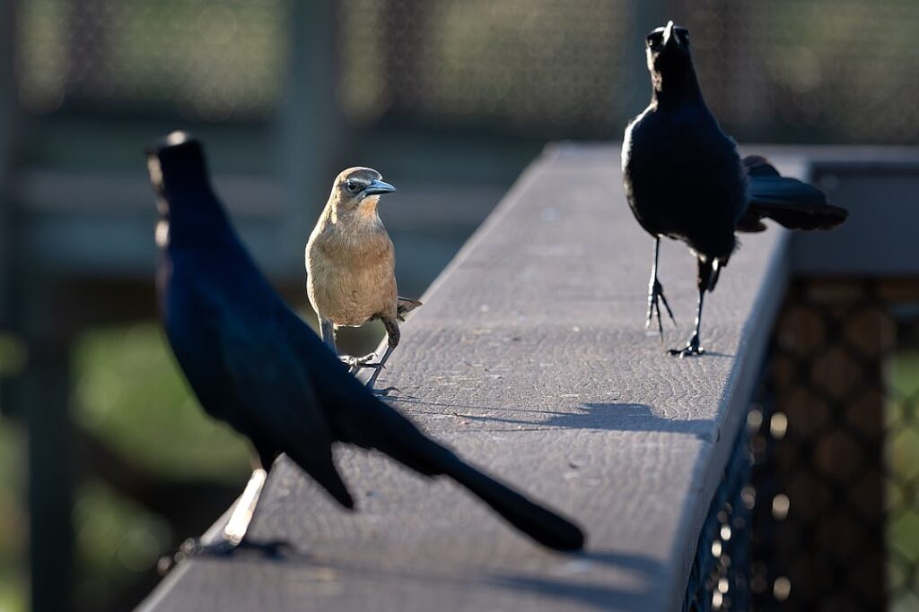 Frank Chuman, Pioneering Lawyer for Japanese American Rights, Is Dead at 105