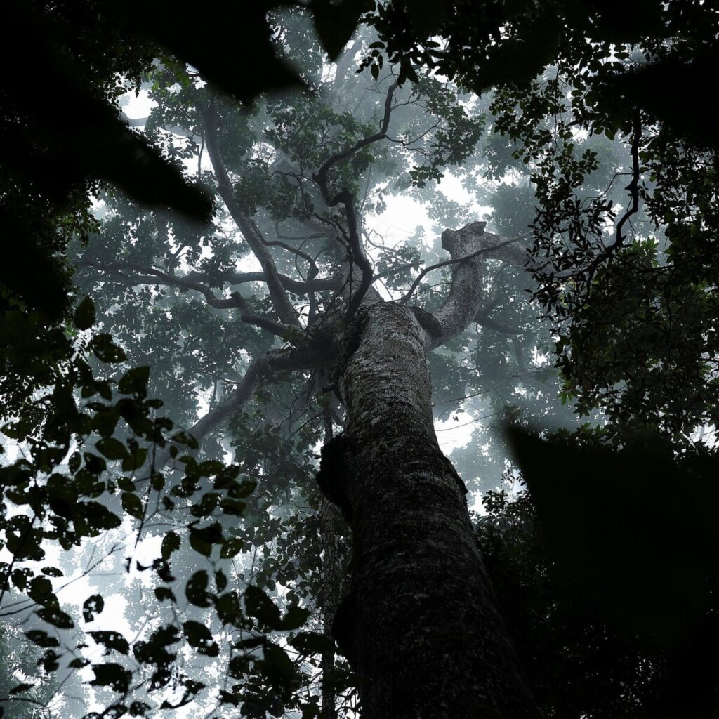 Brazil Proposes a New Type of Fund to Protect Tropical Forests