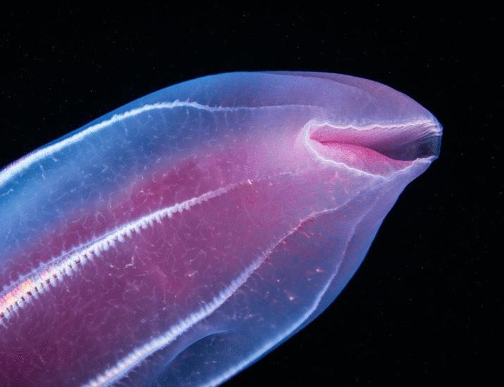 Sponging away phylogenomic incongruence | Science