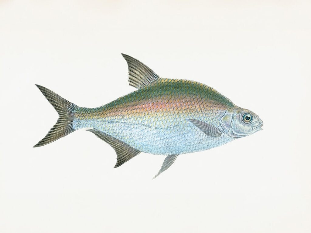 Brainfish