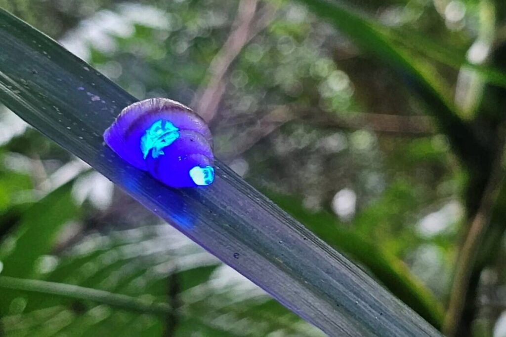 These Glowing Snails Are a Huge Win for Conservation—and They’re Freaking Cool