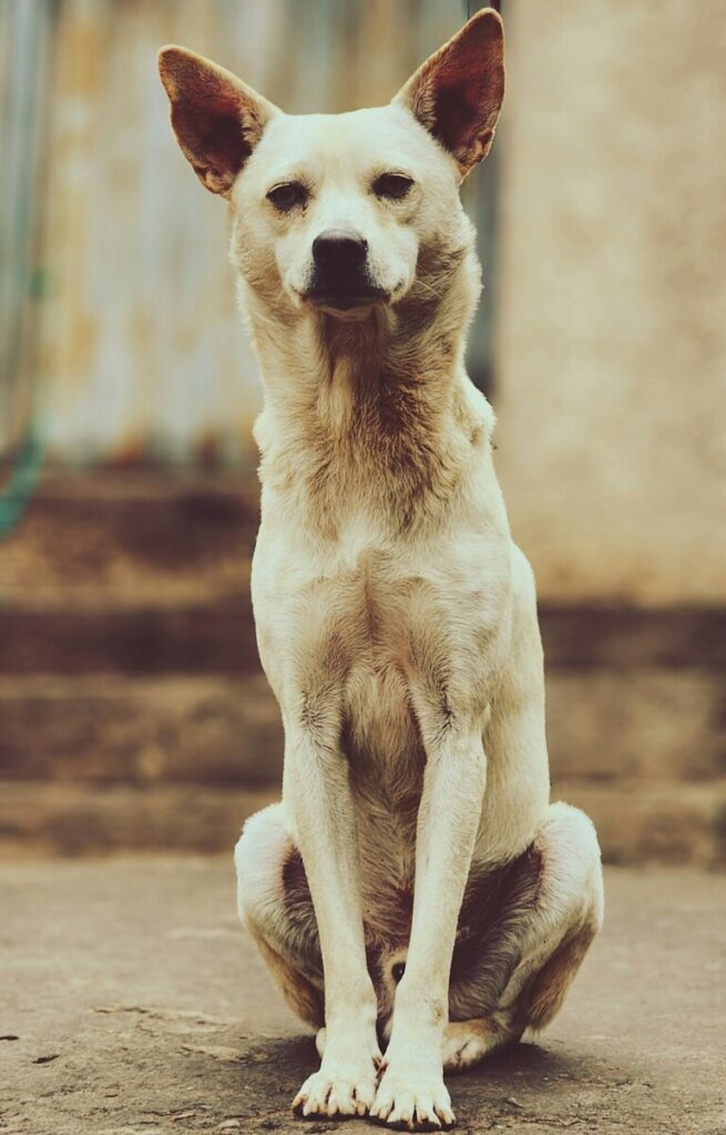 Ethiopia is perilously close to another war