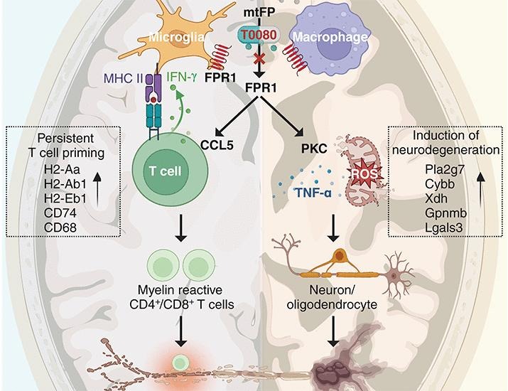 Targeting formyl peptide receptor 1 reduces brain inflammation and neurodegeneration | Science