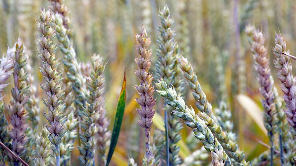Scientist pleaded guilty to smuggling Fusarium graminearum into US. But what is it?