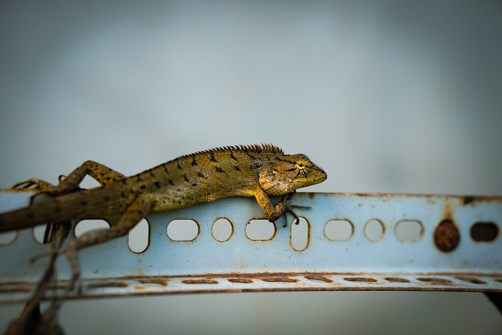 Can charity sustain conservation at scale?