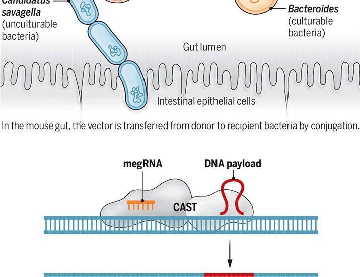 Programmable DNA insertion in native gut bacteria | Science