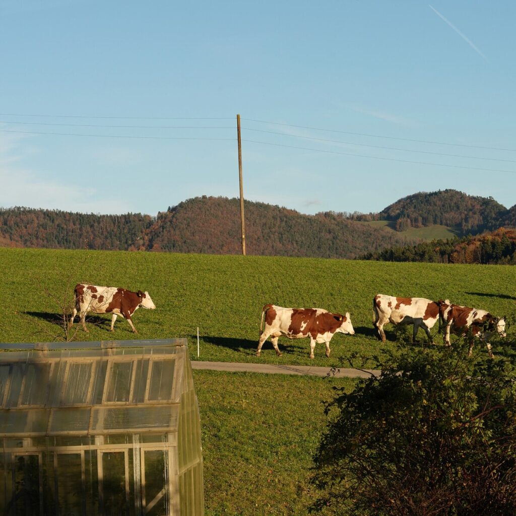 Switzerland Reaches Agreement With U.S. to Cut Tariff to 15%