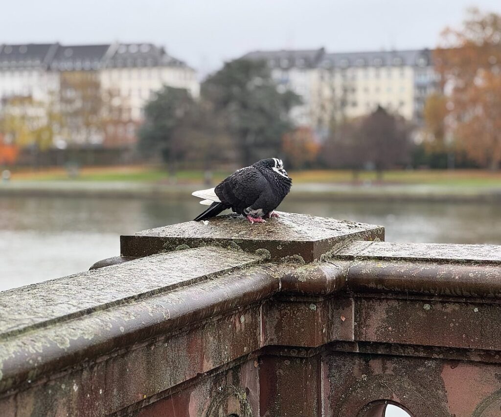 Tracking the world’s most popular music genres