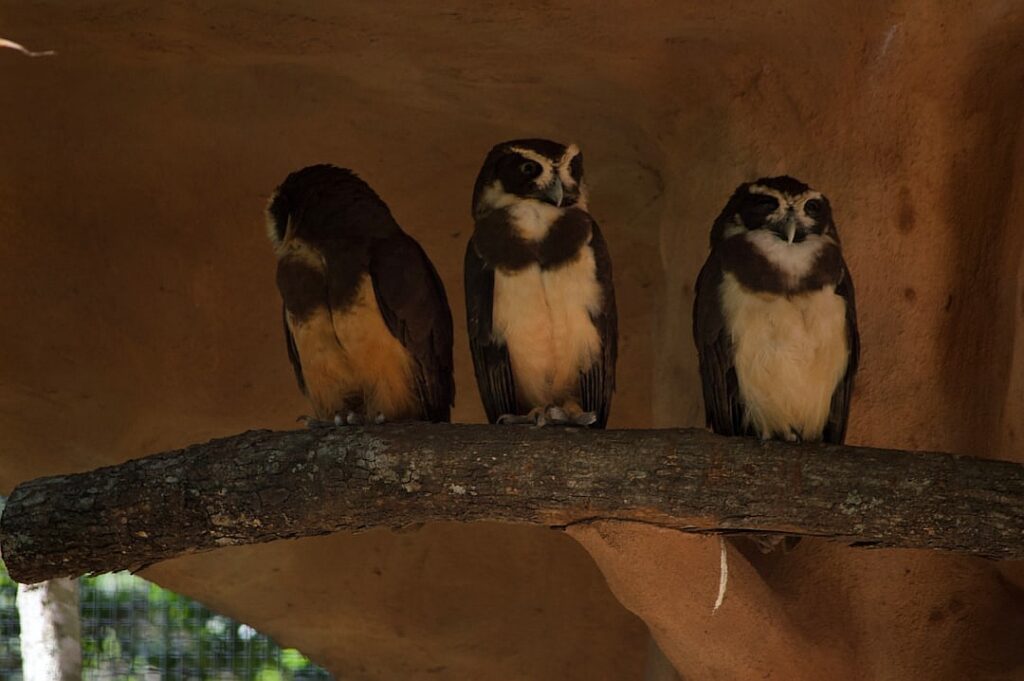 Amazon crime: how to fix the economics destroying the rainforest