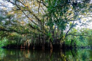 Amazon crime: how to fix the economics destroying the rainforest