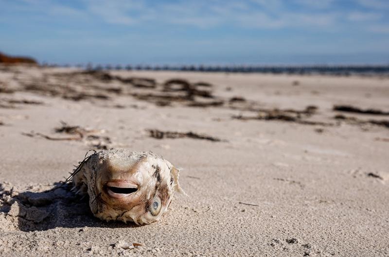 Australia’s unprecedented toxic algal bloom has a surprise culprit