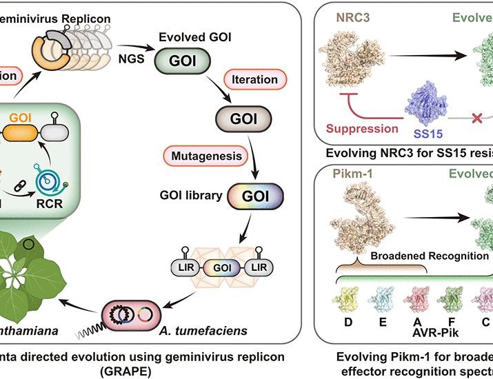 Engineered geminivirus replicons enable rapid in planta directed evolution | Science