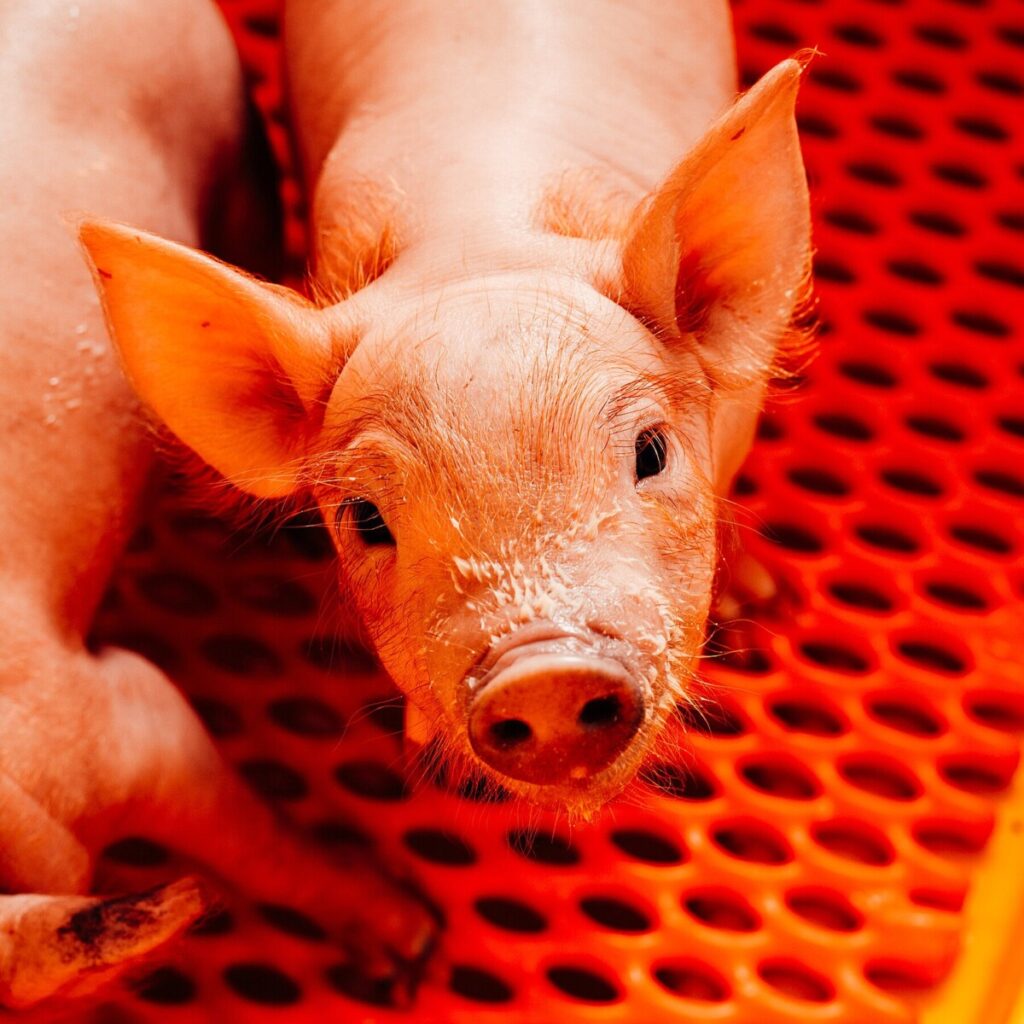 Scientists Grow More Hopeful About Ending a Global Organ Shortage