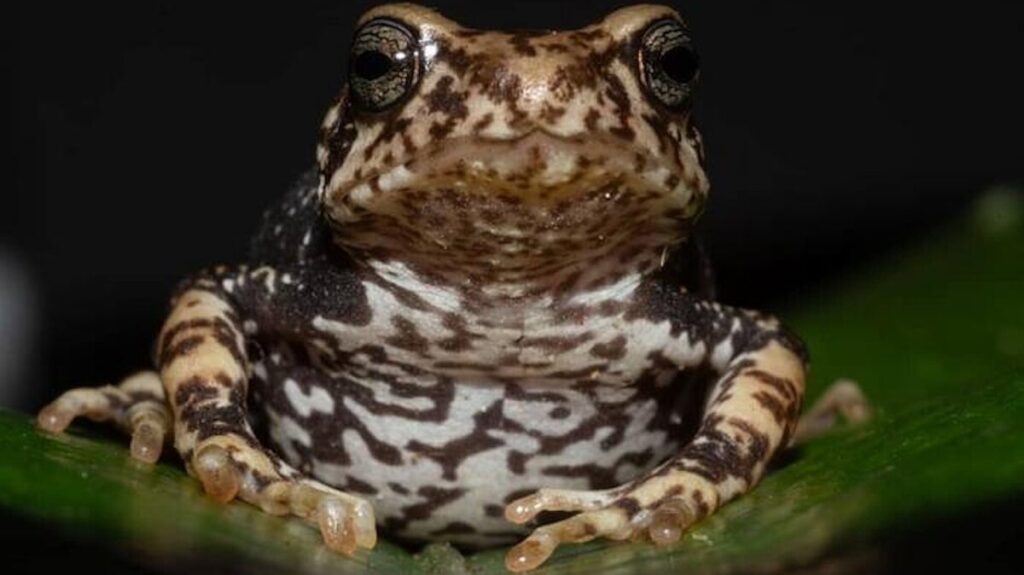These toads don’t start as tadpoles