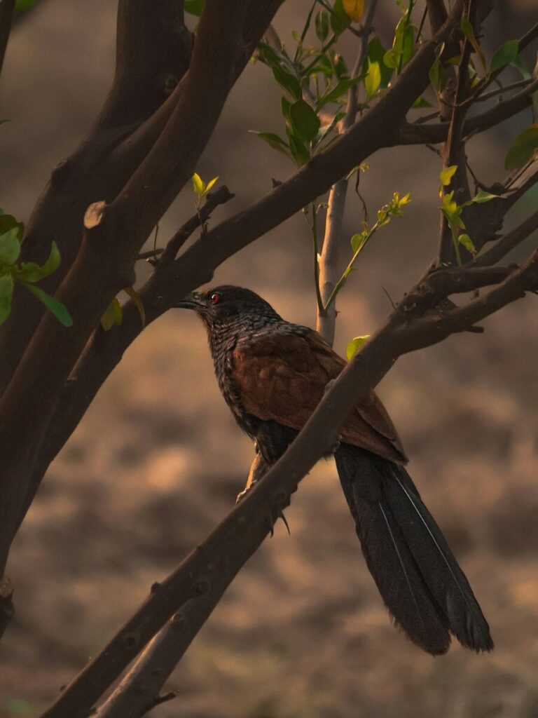 Koyal