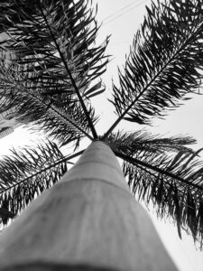 What explains India’s peculiar stability?