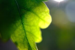 Live from Web Summit: how to build a genuinely useful robot