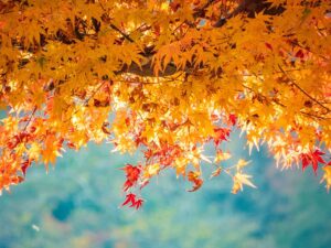 Farewell to the American penny